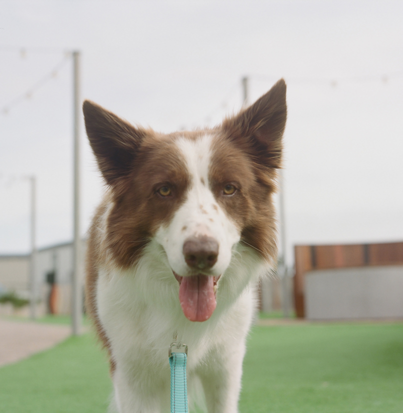 A brown and white dog with its mouth open
