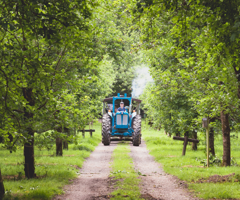 A tractor in an orchard harvesting fruit from trees