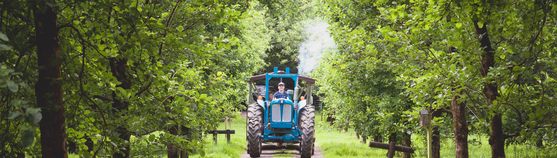 A tractor in an orchard harvesting fruit from trees