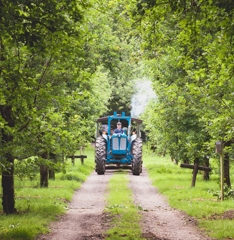 A tractor in an orchard harvesting fruit from trees