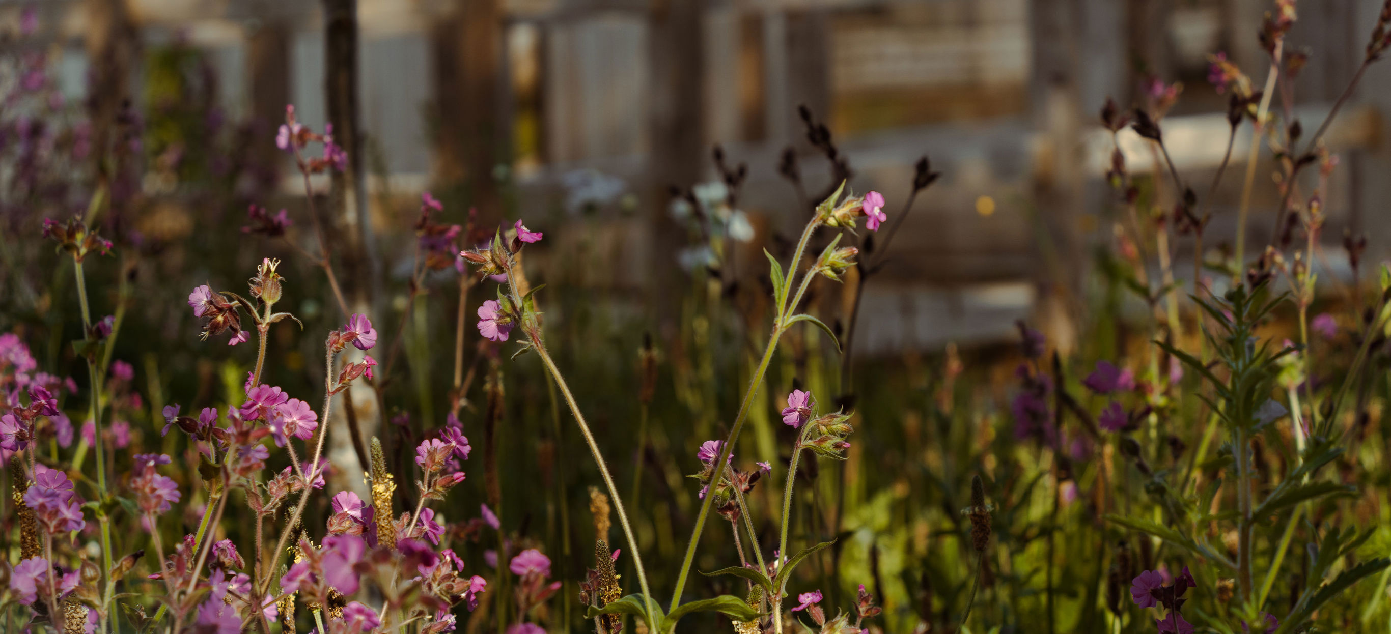 Dusky Pink Wildflowers