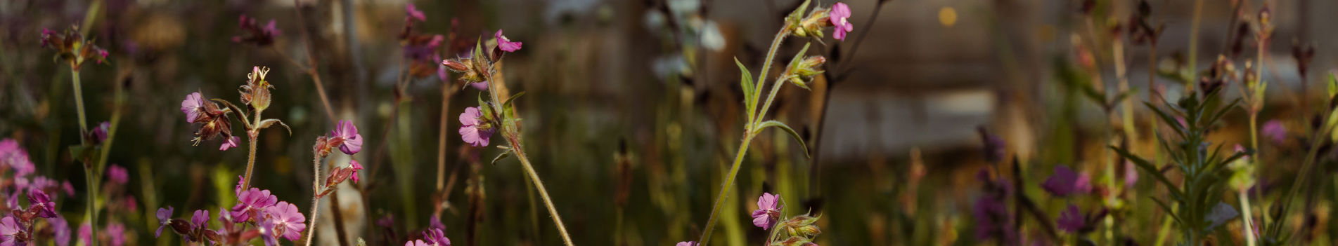Dusky Pink Wildflowers