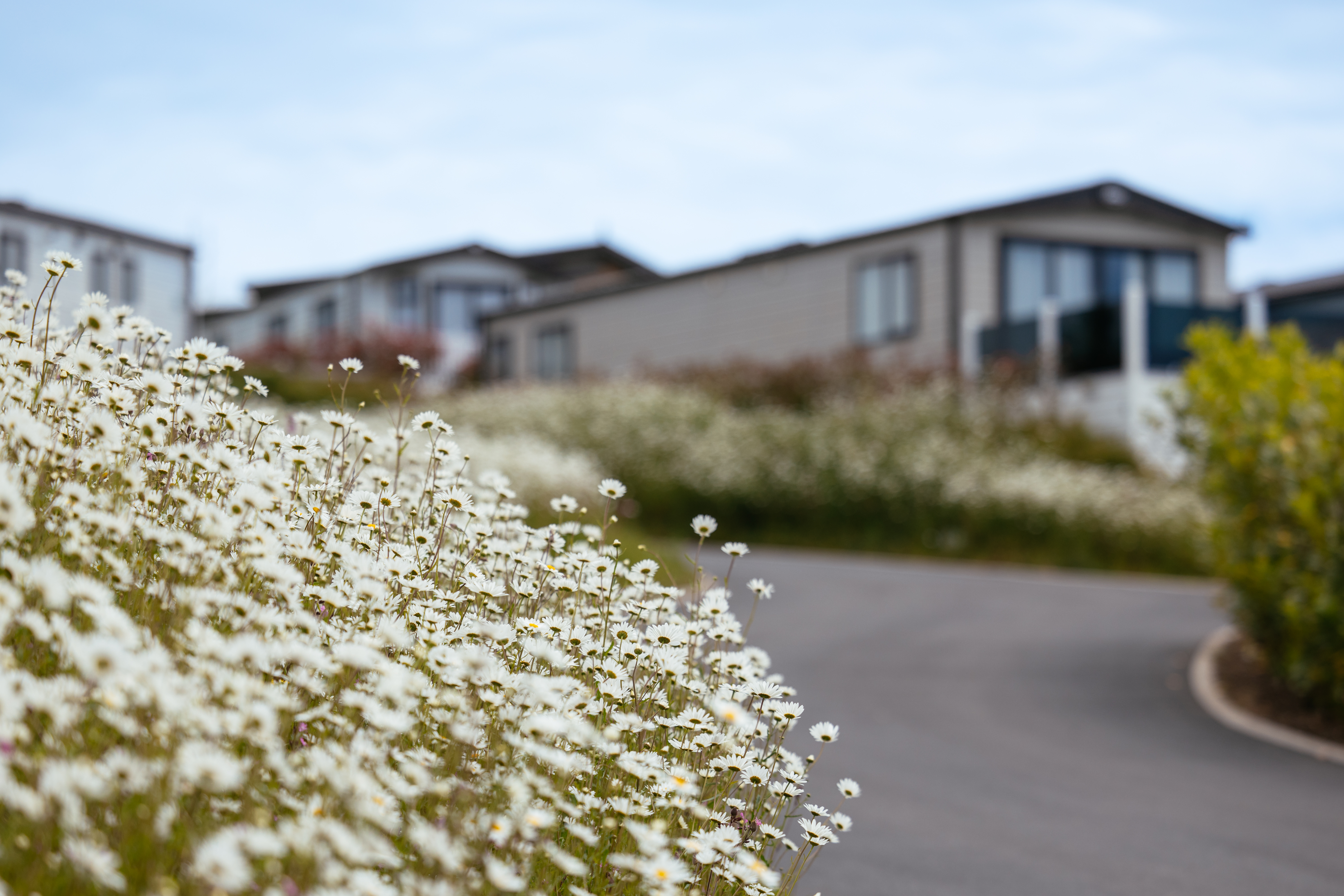 Caravan with White wildflowers in forefront