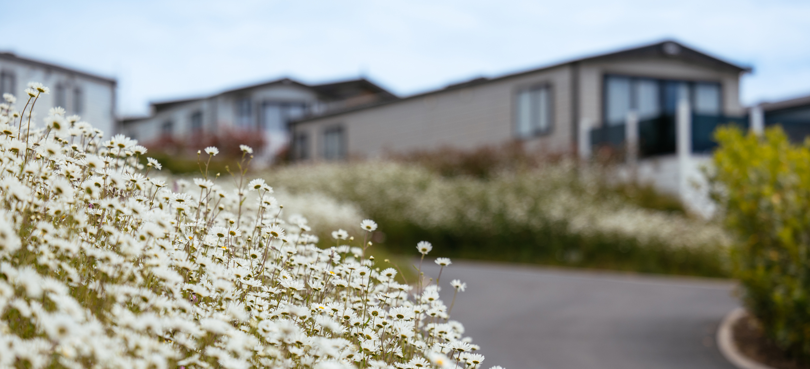 Caravan with White wildflowers in forefront