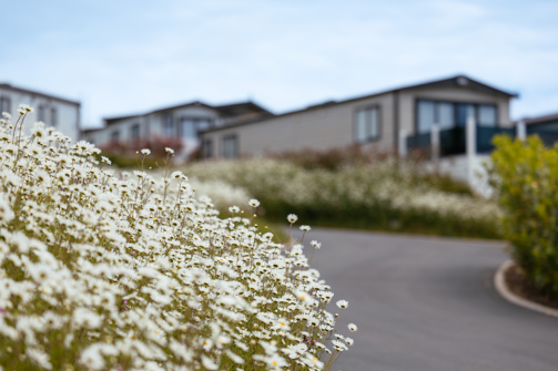 Caravan with White wildflowers in forefront