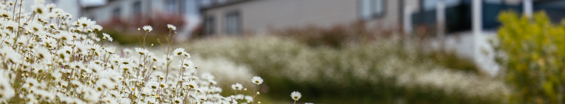Caravan with White wildflowers in forefront