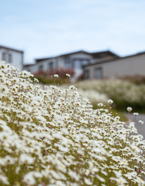 Caravan with White wildflowers in forefront