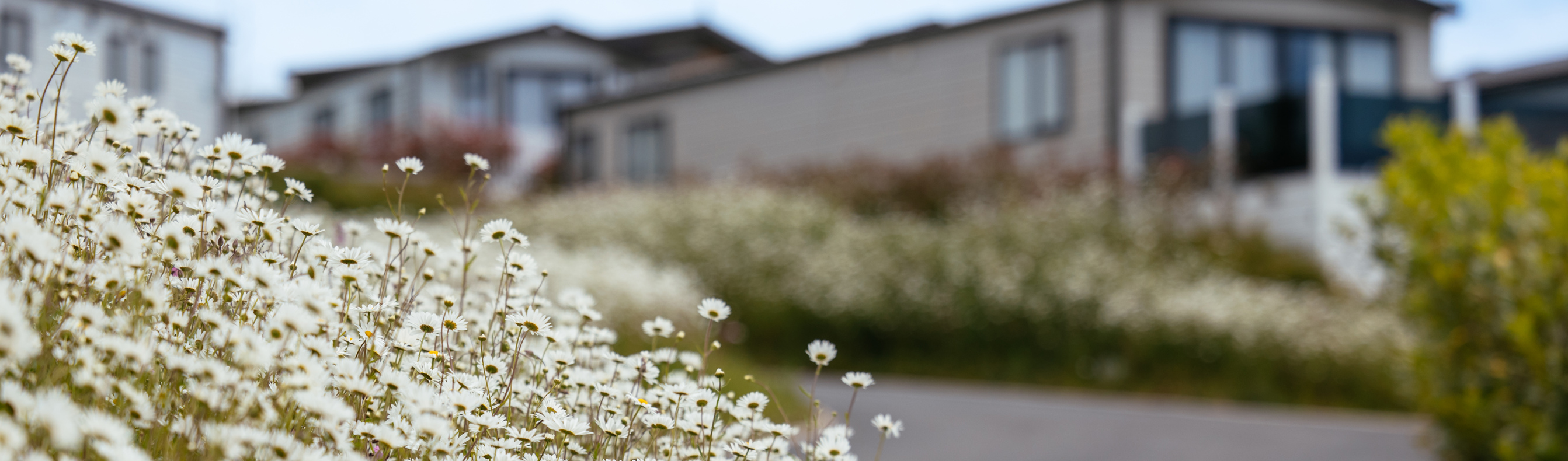 Caravan with White wildflowers in forefront