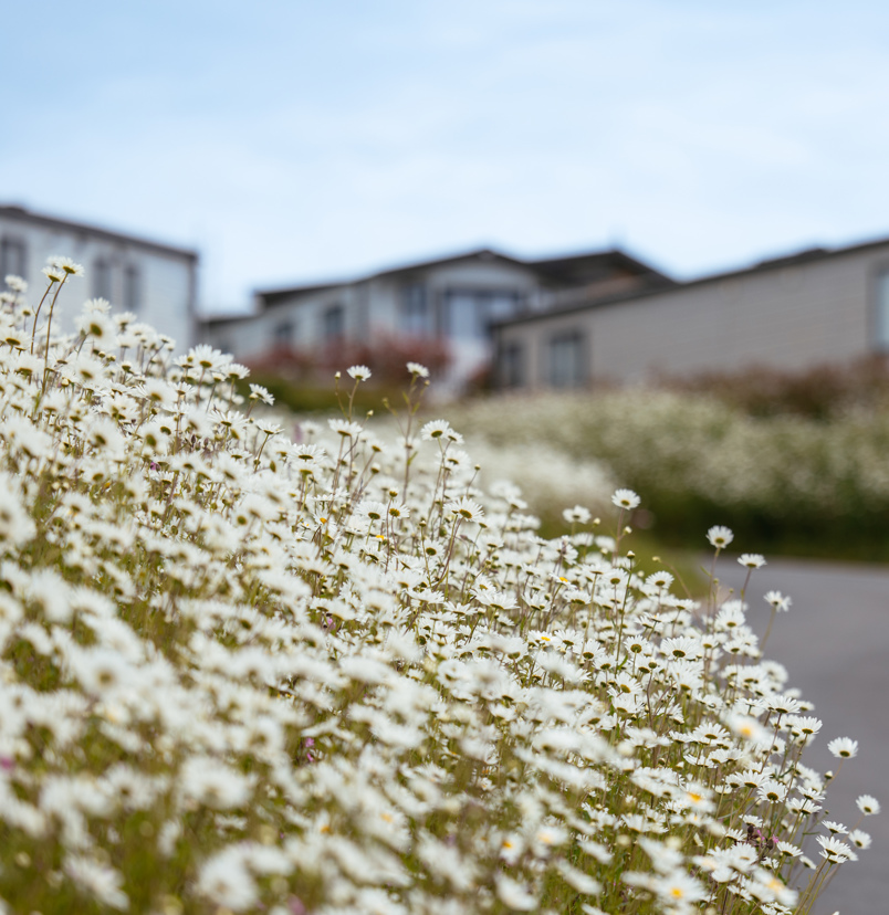Caravan with White wildflowers in forefront