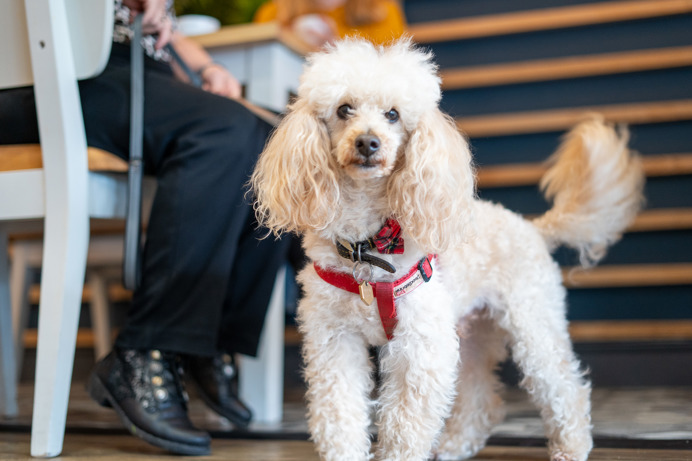 A small white fluffy dog sat beside a table of two in a restaurant