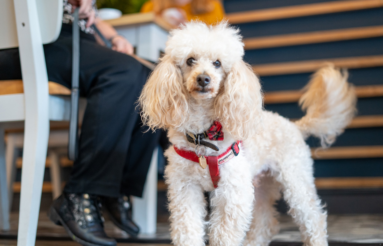 A small white fluffy dog sat beside a table of two in a restaurant