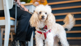 A small white fluffy dog sat beside a table of two in a restaurant