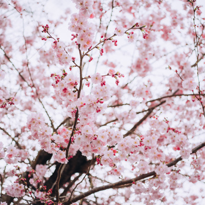 A blossom tree with pink budding flowers 