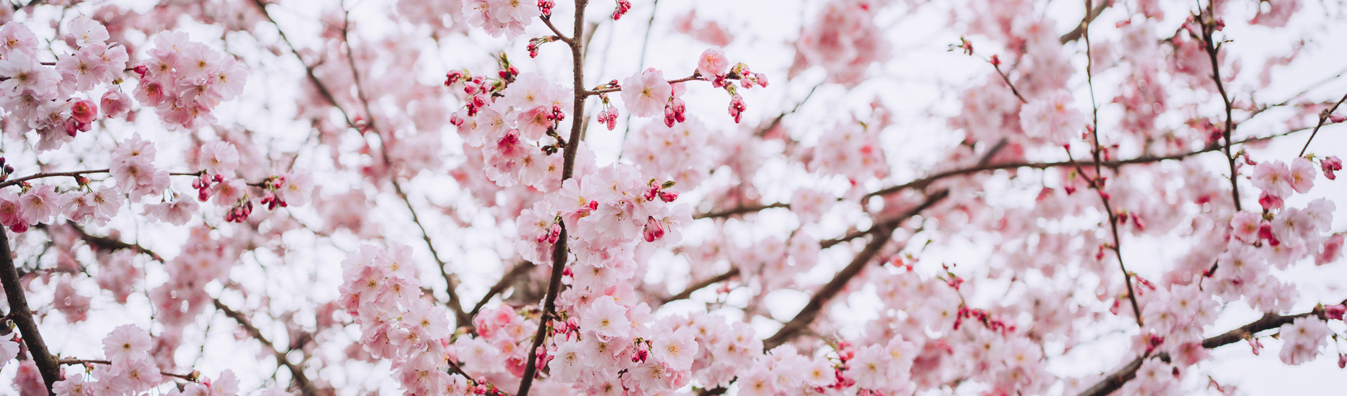 A blossom tree with pink budding flowers 