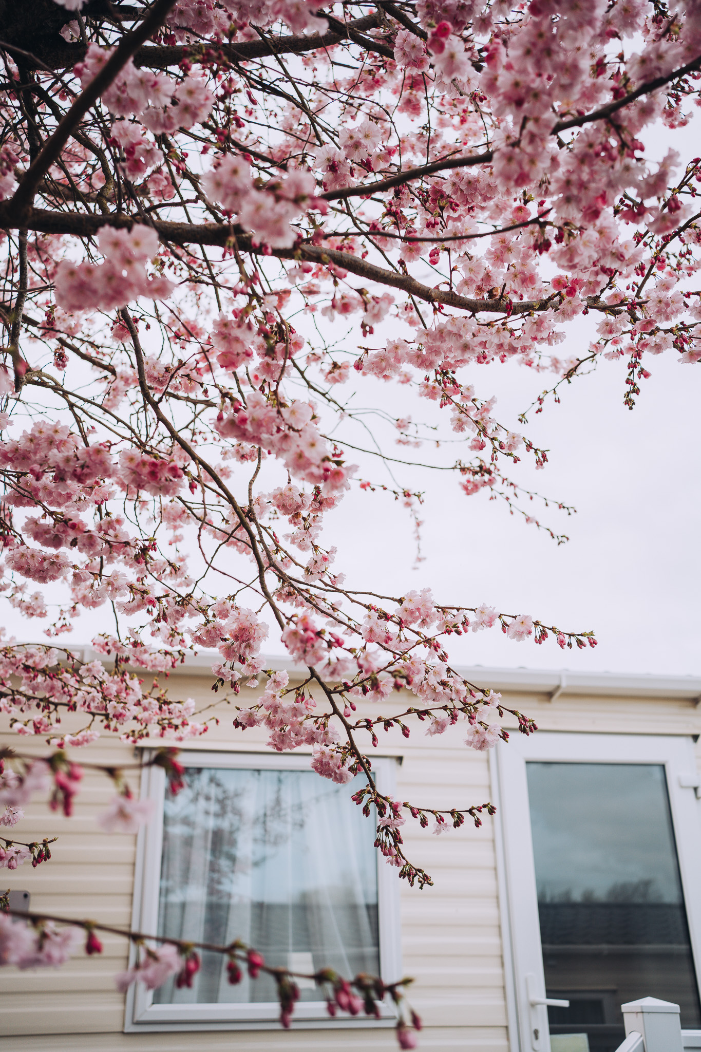 A blossom tree with pink budding flowers next to a caravan