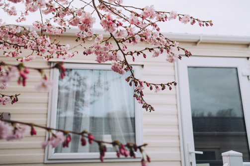 A blossom tree with pink budding flowers next to a caravan