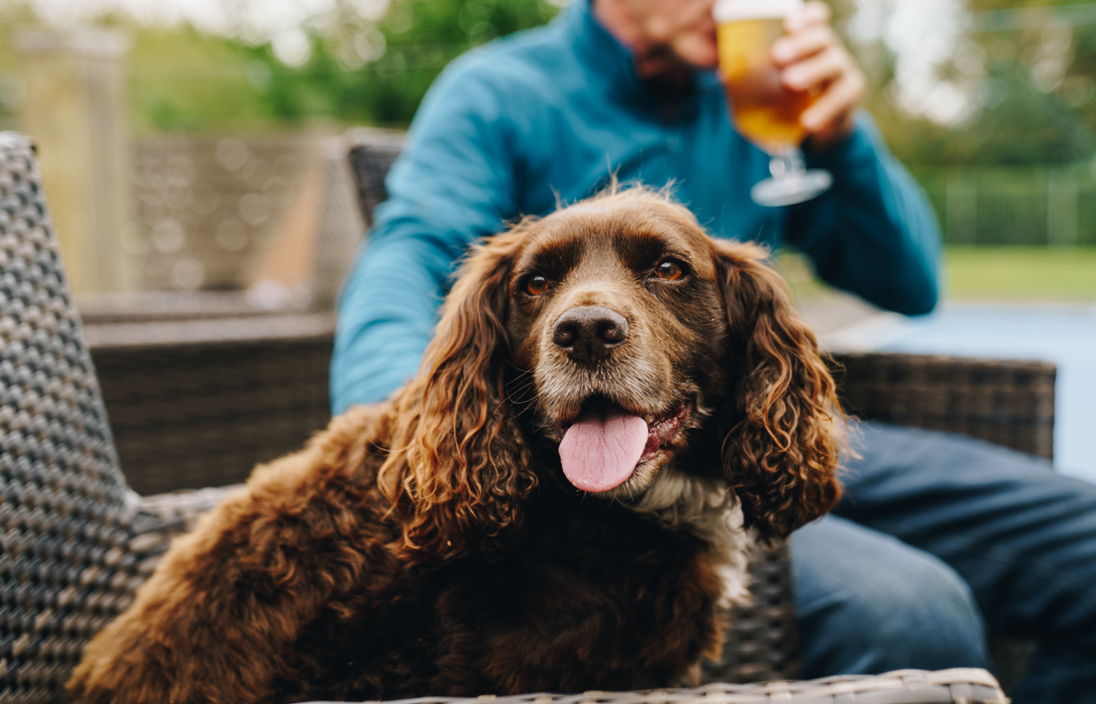 A brown fluffy dog sat on an outdoor chair next to a man drinking a pint