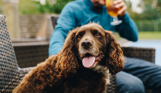 A brown fluffy dog sat on an outdoor chair next to a man drinking a pint