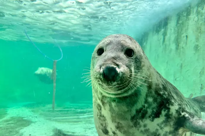 A seal underwater in a green tank looking at the camera