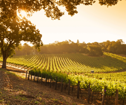 A vineyard field with rows of trees