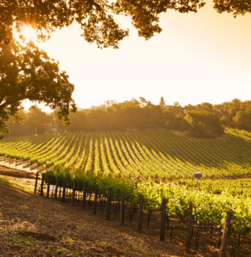 A vineyard field with rows of trees