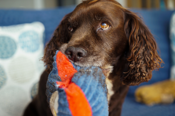 A brown fluffy dog with a dog toy in its mouth and puppy dog eyes