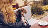 A small brown dog sat on a bench beside a woman with blonde hair with a coffee on the table