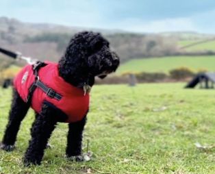 A black fluffy dog wearing a red jacket and harness in a dog agility course field with blue skies