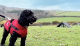 A black fluffy dog wearing a red jacket and harness in a dog agility course field with blue skies