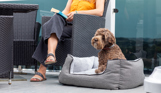 A small brown cockapoo sat in a dog bed on the decking of a lodge at Tregoad Holiday Park beside a woman with blonde hair sat in an outdoor chair with a book