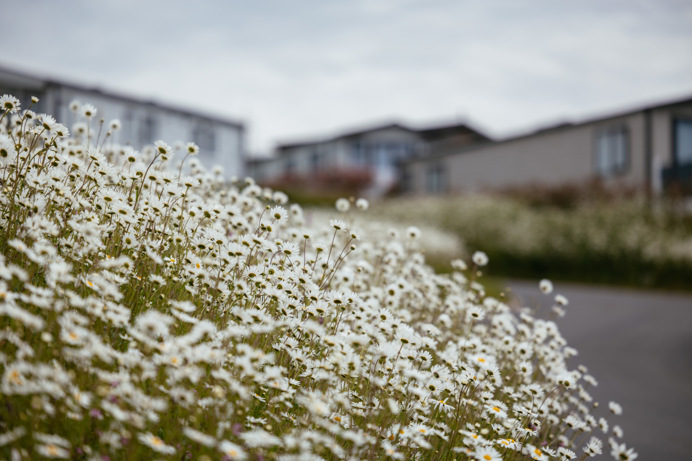 White wildflowers with blurry lodges in background