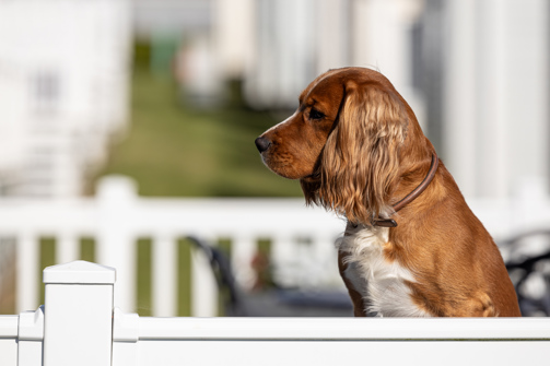 Dog sitting on the deck of a caravan 