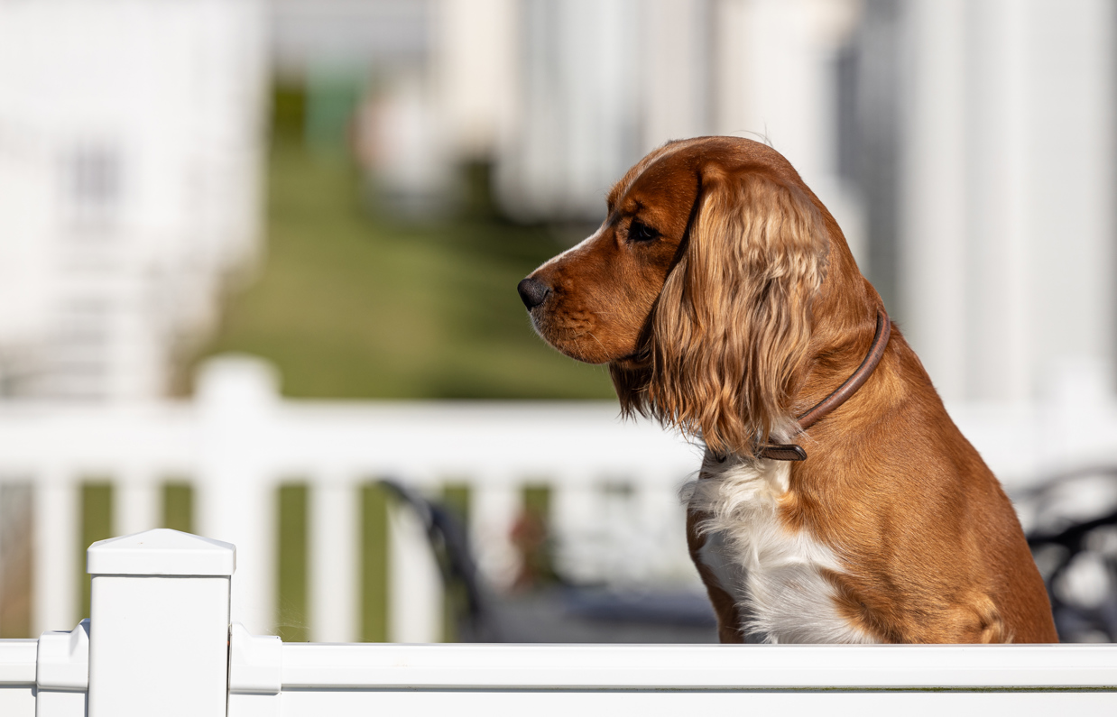 Dog sitting on the deck of a caravan 