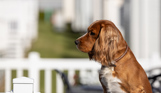 Dog sitting on the deck of a caravan 