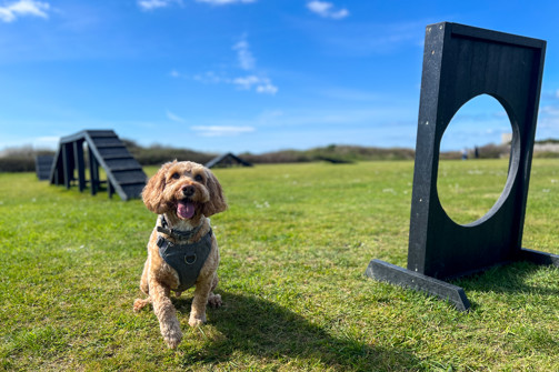A light brown fluffy dog at a dog agility course on a sunny day