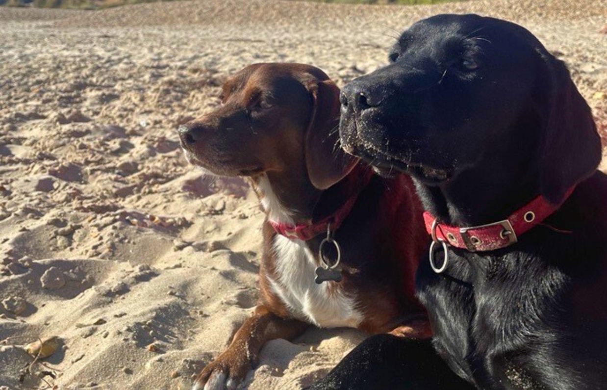 A black labrador and a smaller brown dog sat on a sandy beach together