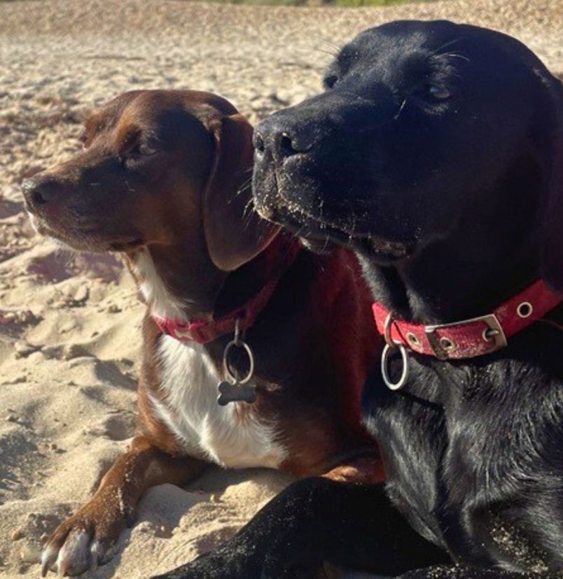 A black labrador and a smaller brown dog sat on a sandy beach together