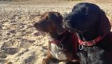 A black labrador and a smaller brown dog sat on a sandy beach together