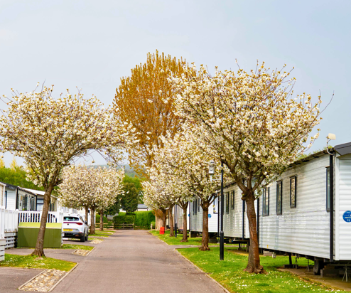 A row of caravans at a holiday park