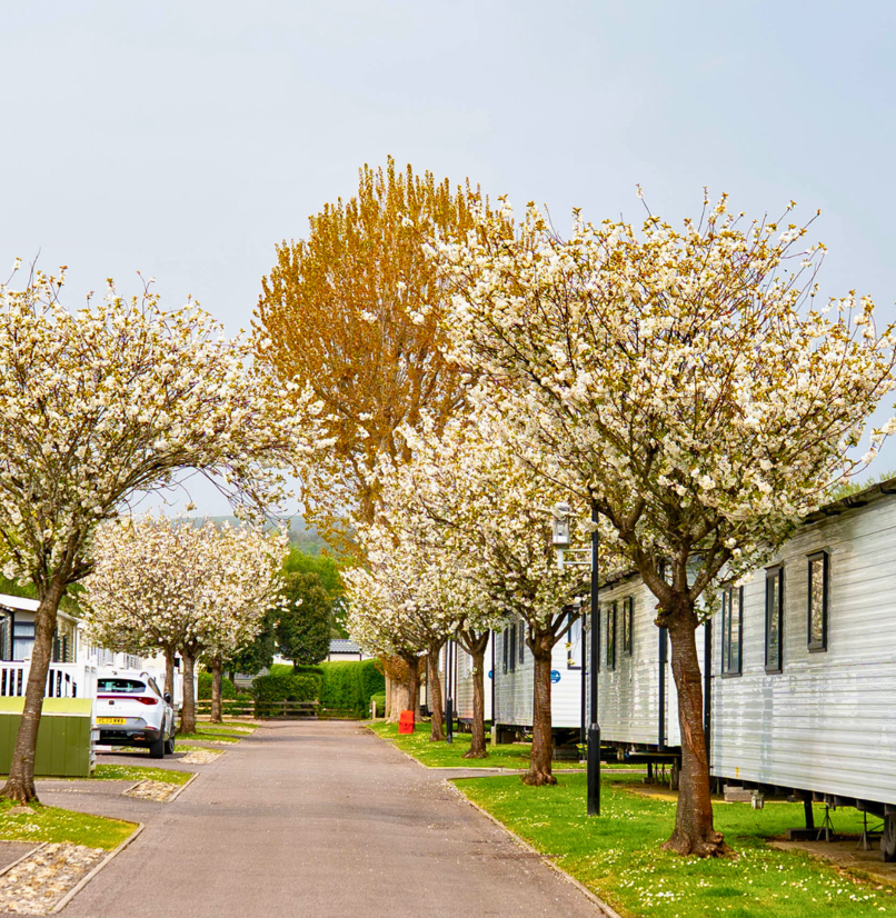 A row of caravans at a holiday park