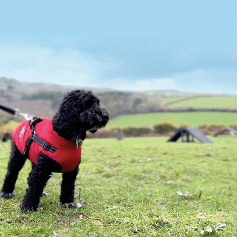 A black fluffy dog wearing a red jacket and harness in a dog agility course field with blue skies