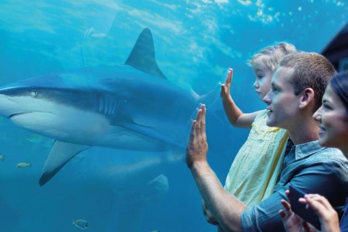 Three people looking at a shark within an aquarium