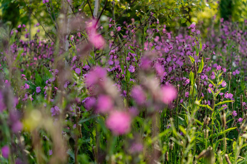 Lots of purple wildflowers