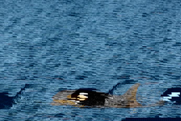 An orca in the sea 