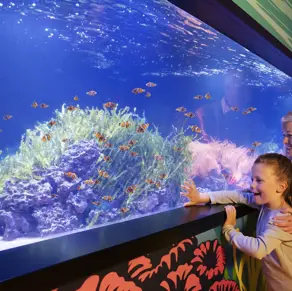 An older couple with a young child looking at orange, white and black fish in an aquarium