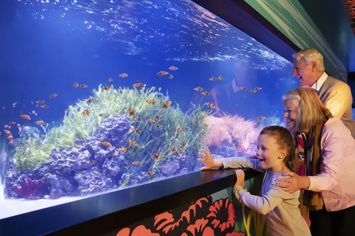 An older couple with a young child looking at orange, white and black fish in an aquarium
