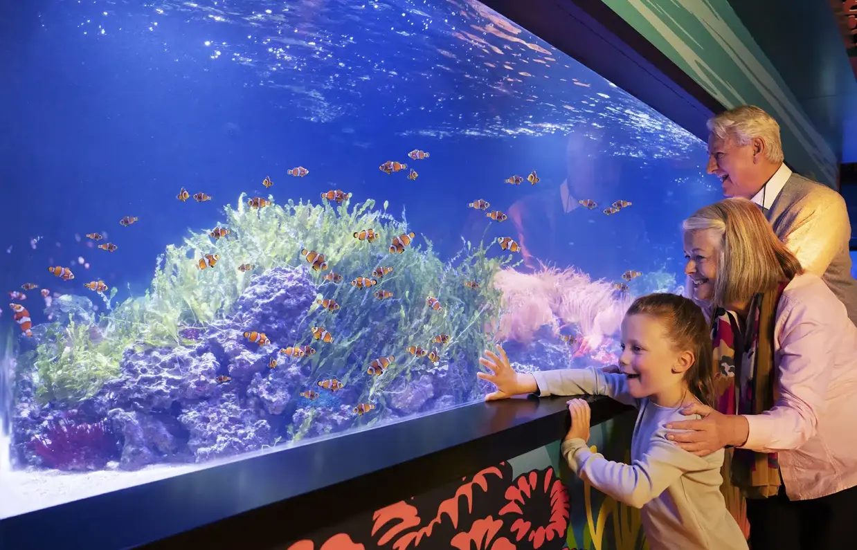 An older couple with a young child looking at orange, white and black fish in an aquarium