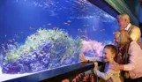 An older couple with a young child looking at orange, white and black fish in an aquarium