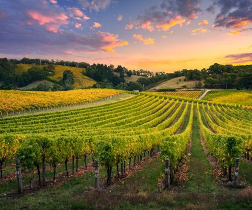 A rolling vineyard with sunset skies