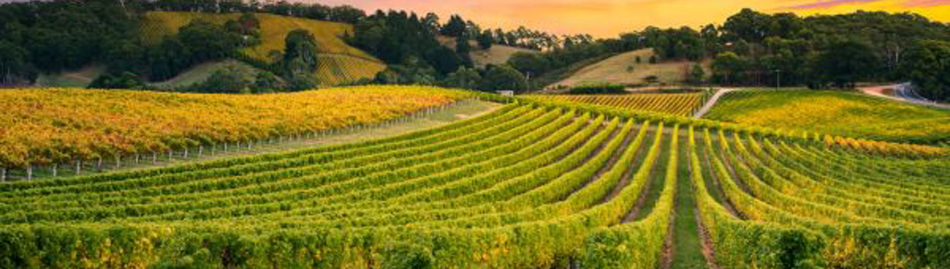 A rolling vineyard with sunset skies